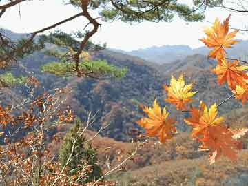 朗萨村最新项目启动，乡村振兴新篇章