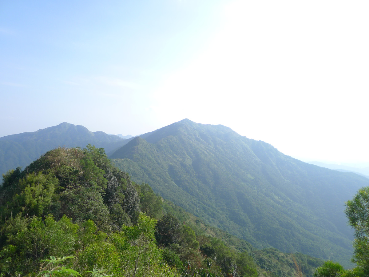 国营惠东九龙峰林场最新项目