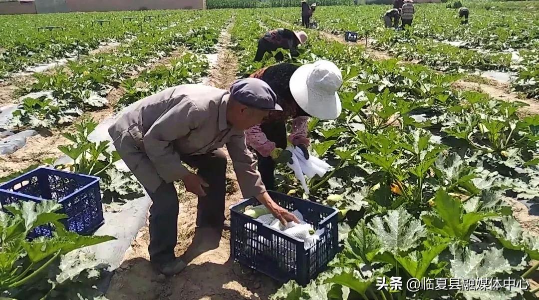 安家坡乡新项目，引领乡村发展的强大新动力