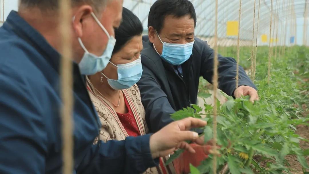 繁荣与发展中的绿色产业新篇章，蔬菜乡的最新动态