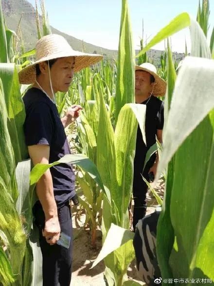 昔阳县农业农村局最新动态报道