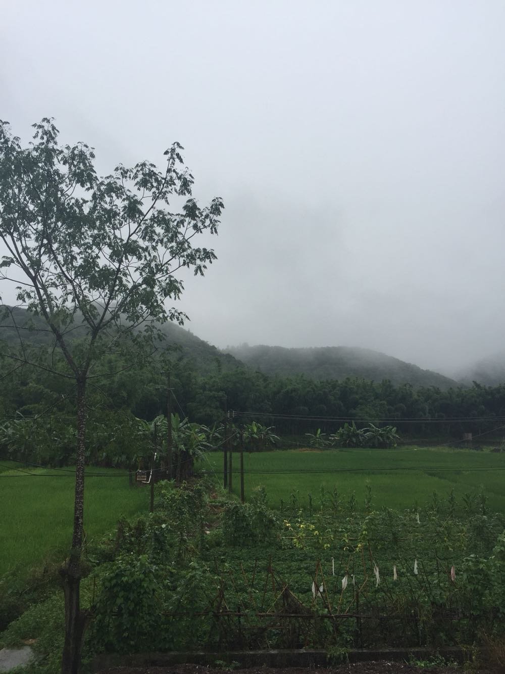 岩寺镇天气预报更新通知