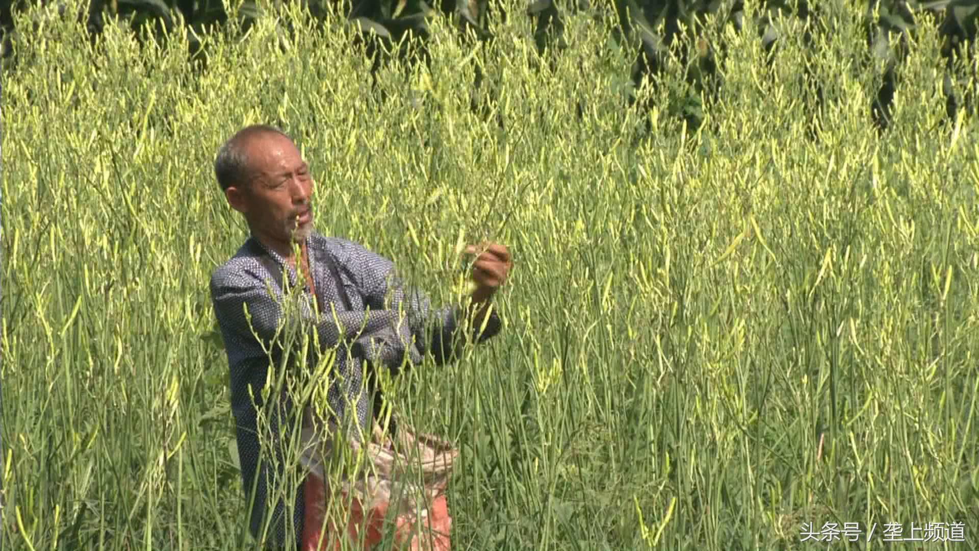 汪场村乡村振兴步伐加快，社区发展最新动态报道