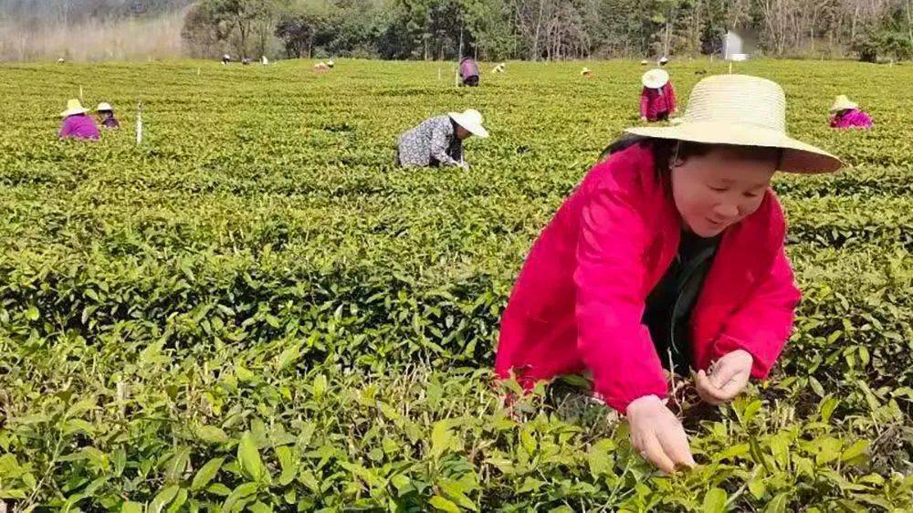 捺山茶场最新新闻