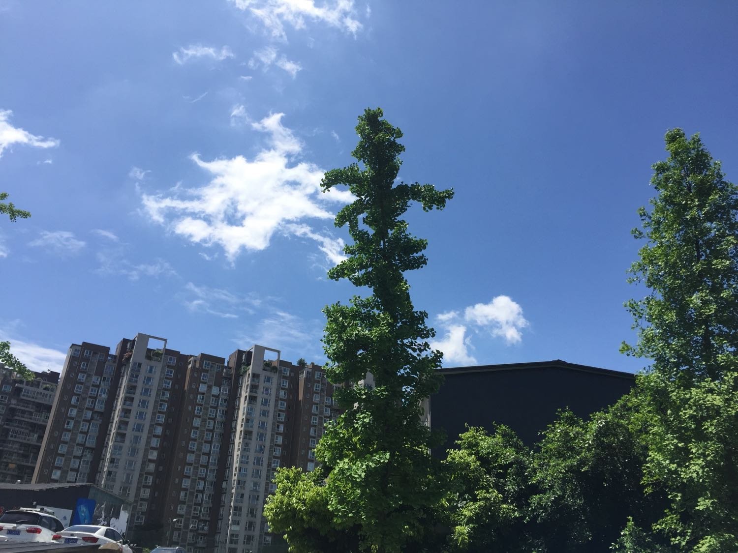 双碑街道天气预报更新通知